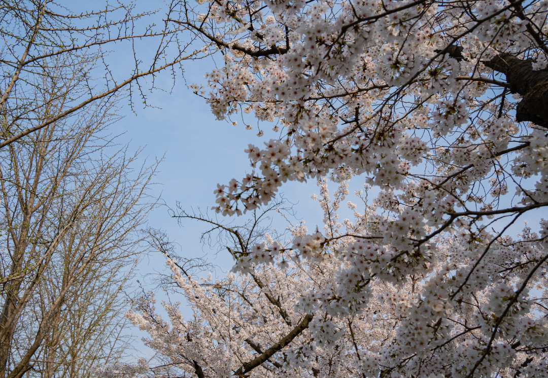 아주대학교 벚꽃
