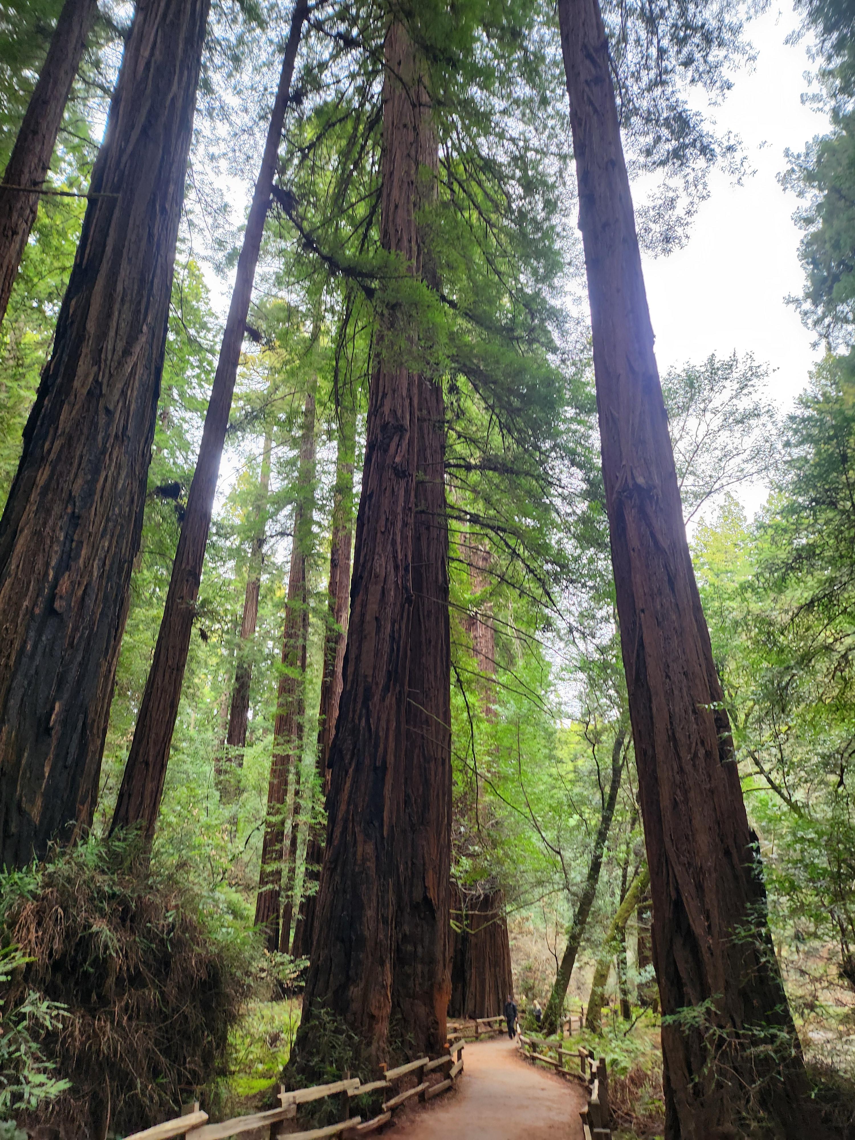 뮤어우즈 국립공원 전경