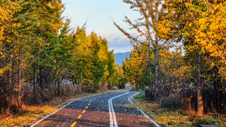 고령 은행나무숲