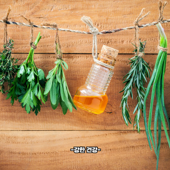 초파리트랩