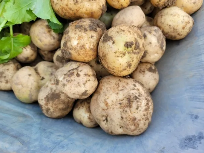 가을감자 심는시기 파종시기와 재배법_4