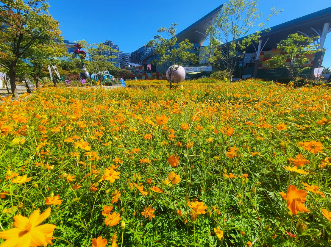 고양 가을꽃축제 일산호수공원