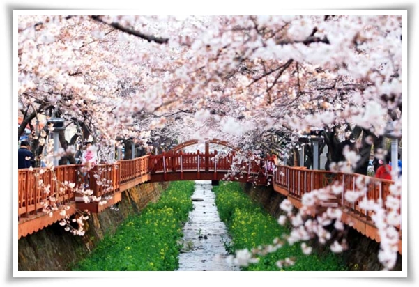 "벚꽃" 희망과 새로운 시작의 상징 봄의 전령사!