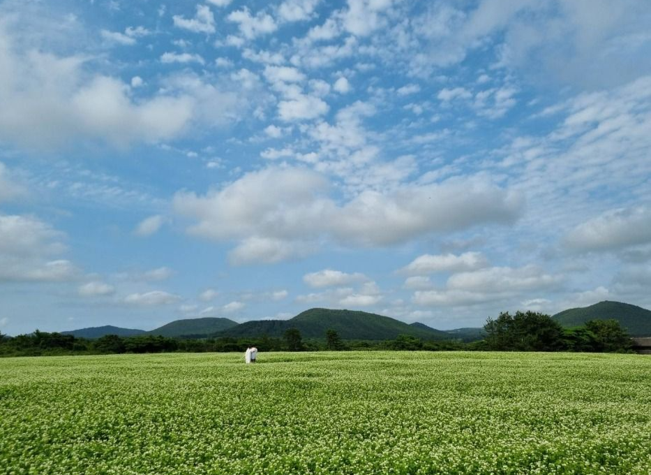 보롬왓 메밀꽃 축제