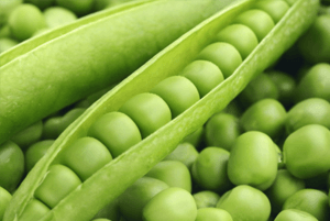 완두콩 효능08