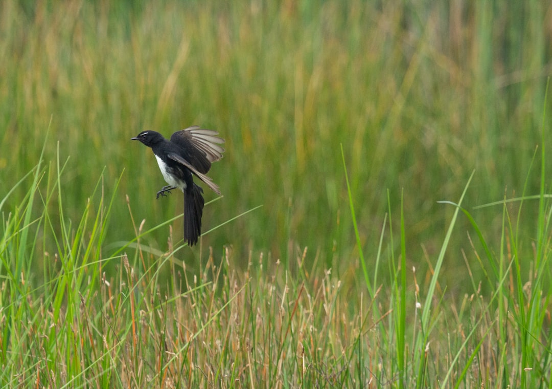 'Wetlands'