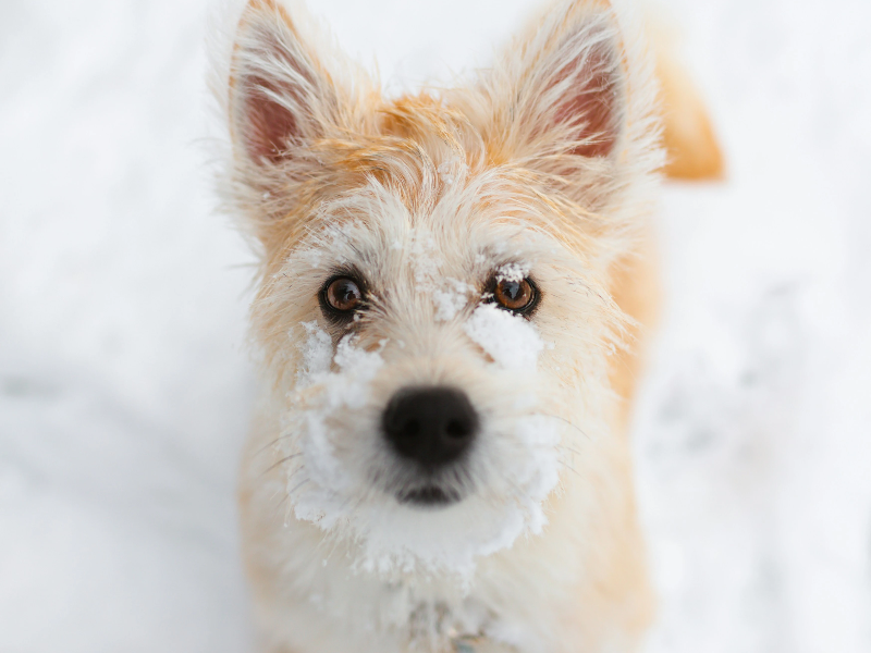 얼굴이 눈이 묻은 강아지