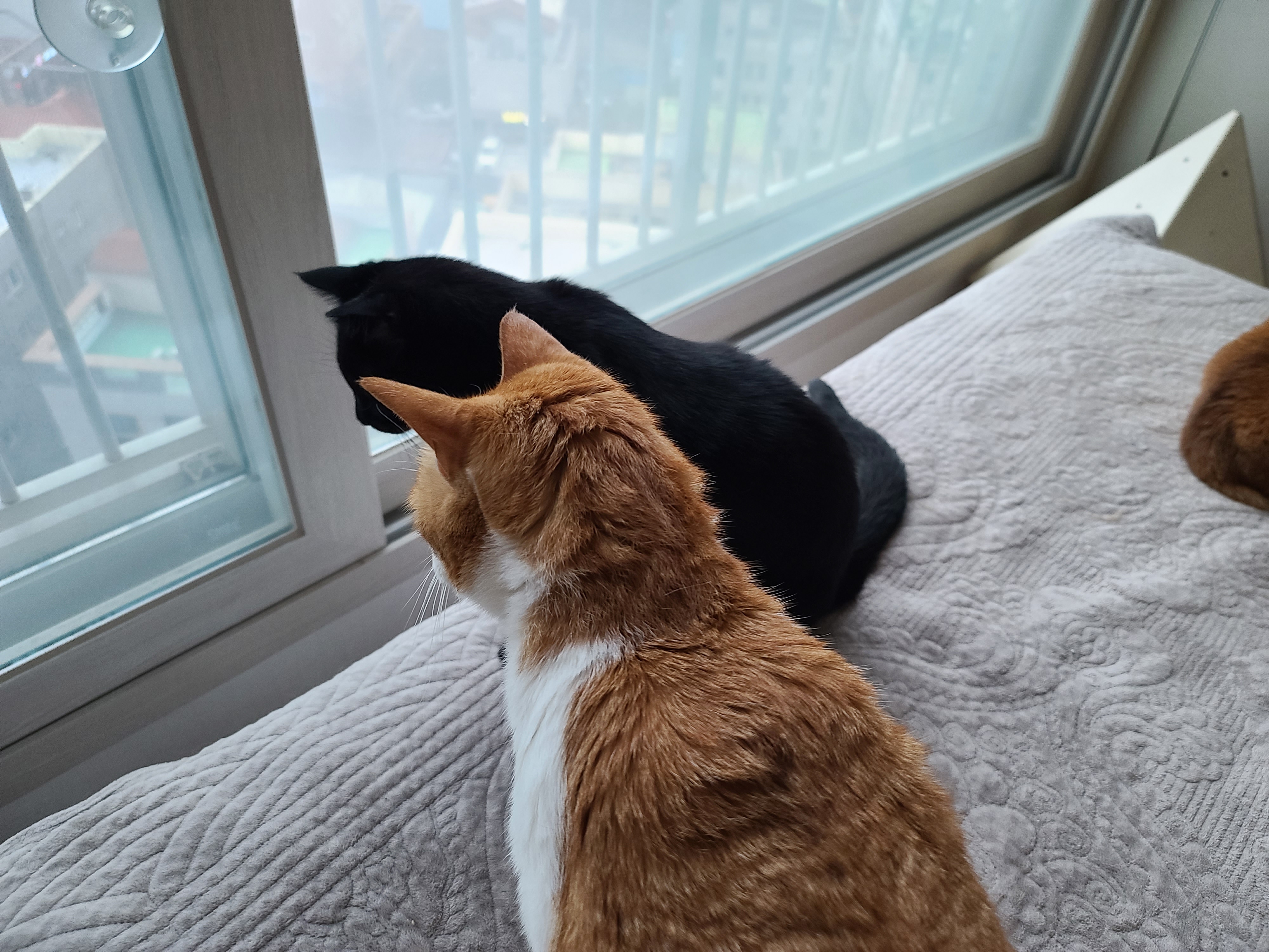 창문 해먹 위에서 창밖을 구경하는 올블랙고양이 건이.(feat.건이의 쫑알쫑알)