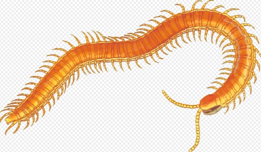 지네