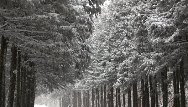 제주 겨울 여행 명소 추천, 설경·동백·숲길 총정리