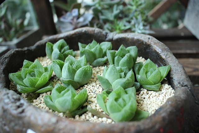 다육식물 병해충 예방법과 회복법