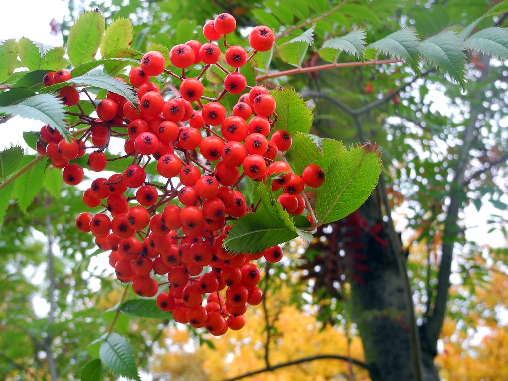 마가목 열매 효능