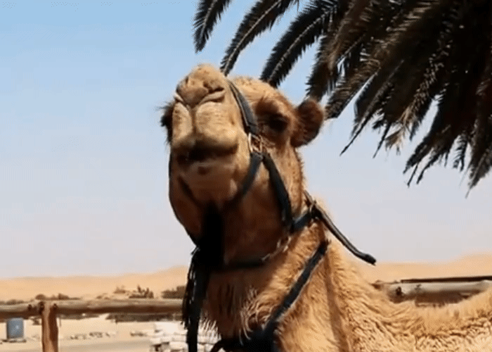 한가롭게 되새김질을 하고 있는 낙타 움짤
