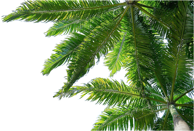 홍콩야자 키우기 및 관리법 (+ 가지치기 번식 수경 재배)