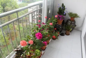 베란다정원 키우기 바람차단 햇빛차광 물주기 여름철 관리 요령_6