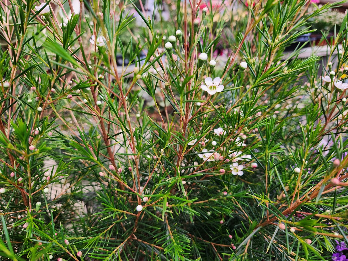 왁스플라워(솔매화)