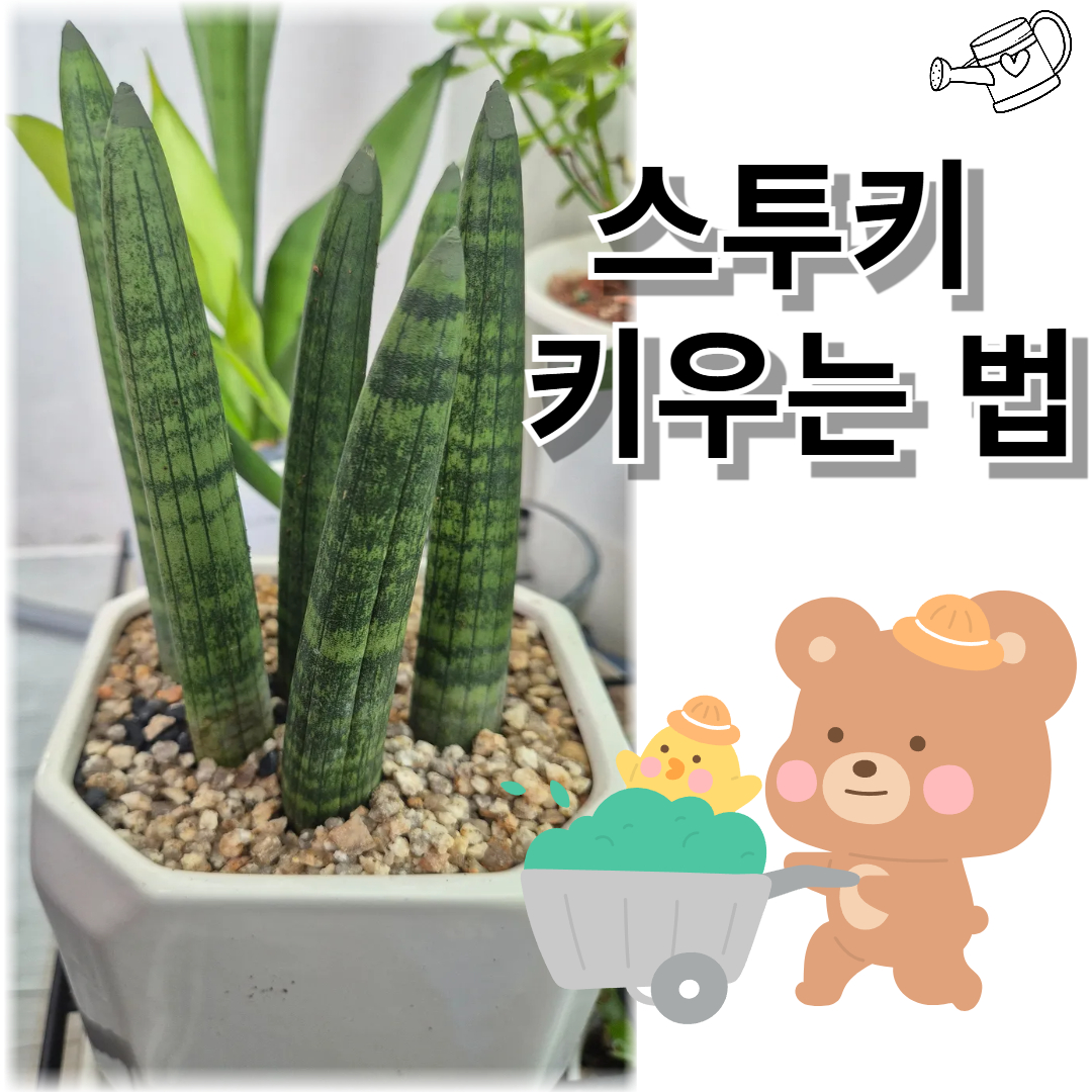 스투키와 관련된 사진입니다.