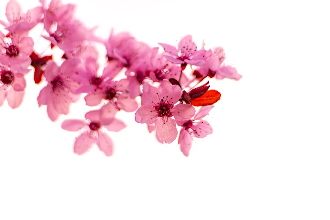 Cherry blossom.