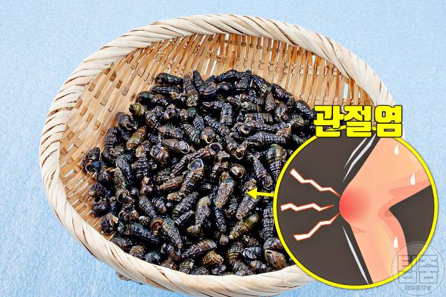 다슬기 효능 부작용 관절염