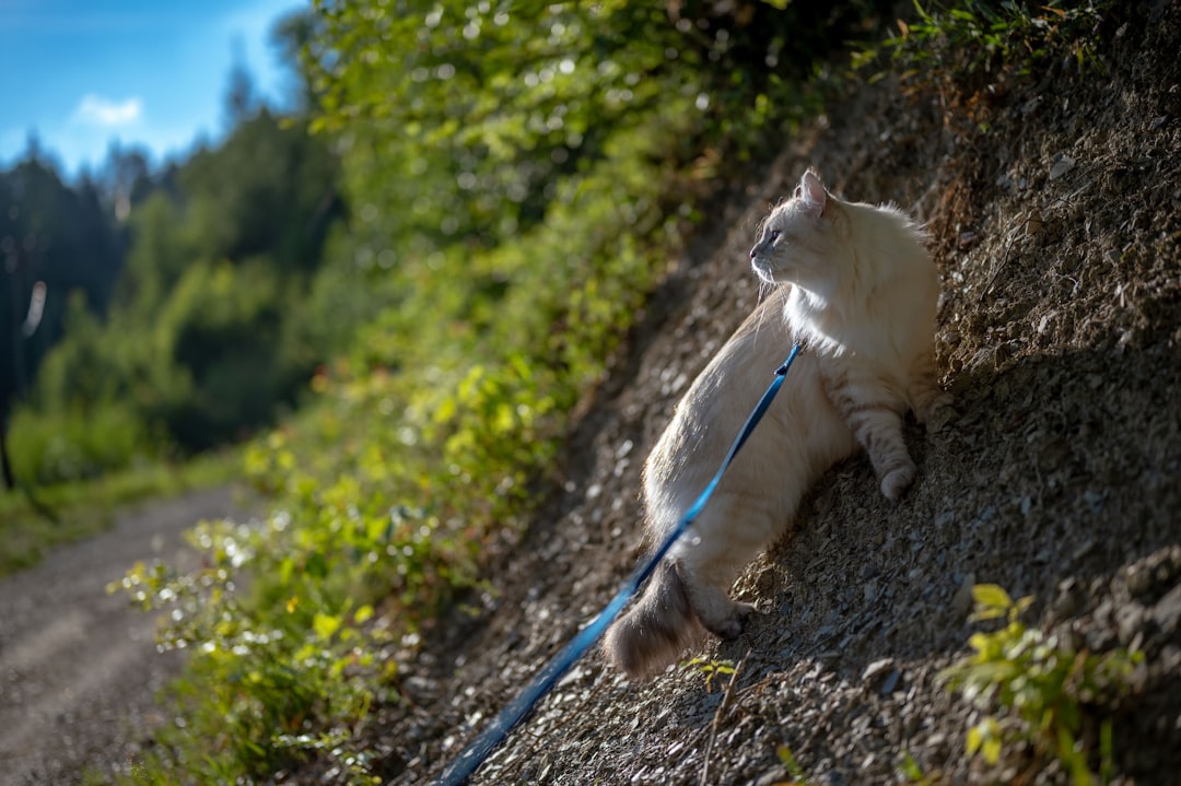 Leash