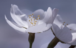 서울벚꽃놀이명소TOP10