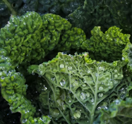 백내장에 좋은 음식 영양제 식단