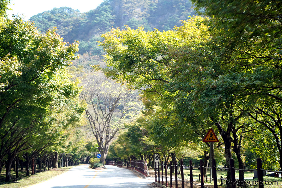 내장산-단풍