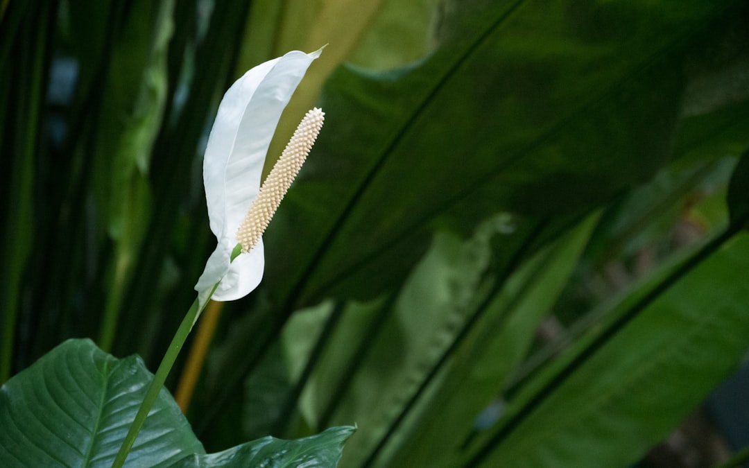 Anthurium