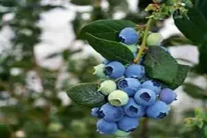 블루베리