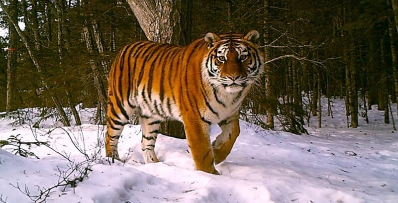 호랑이 꿈해몽 10가지 정리.세번째