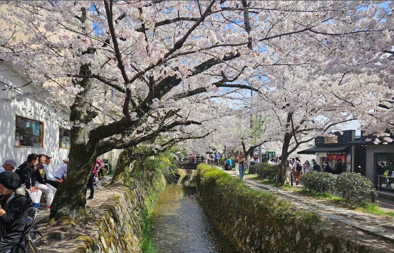 교토 철학의길 벗꽃길