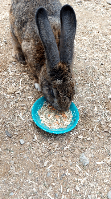 열심히 먹는 검정색 짱토끼