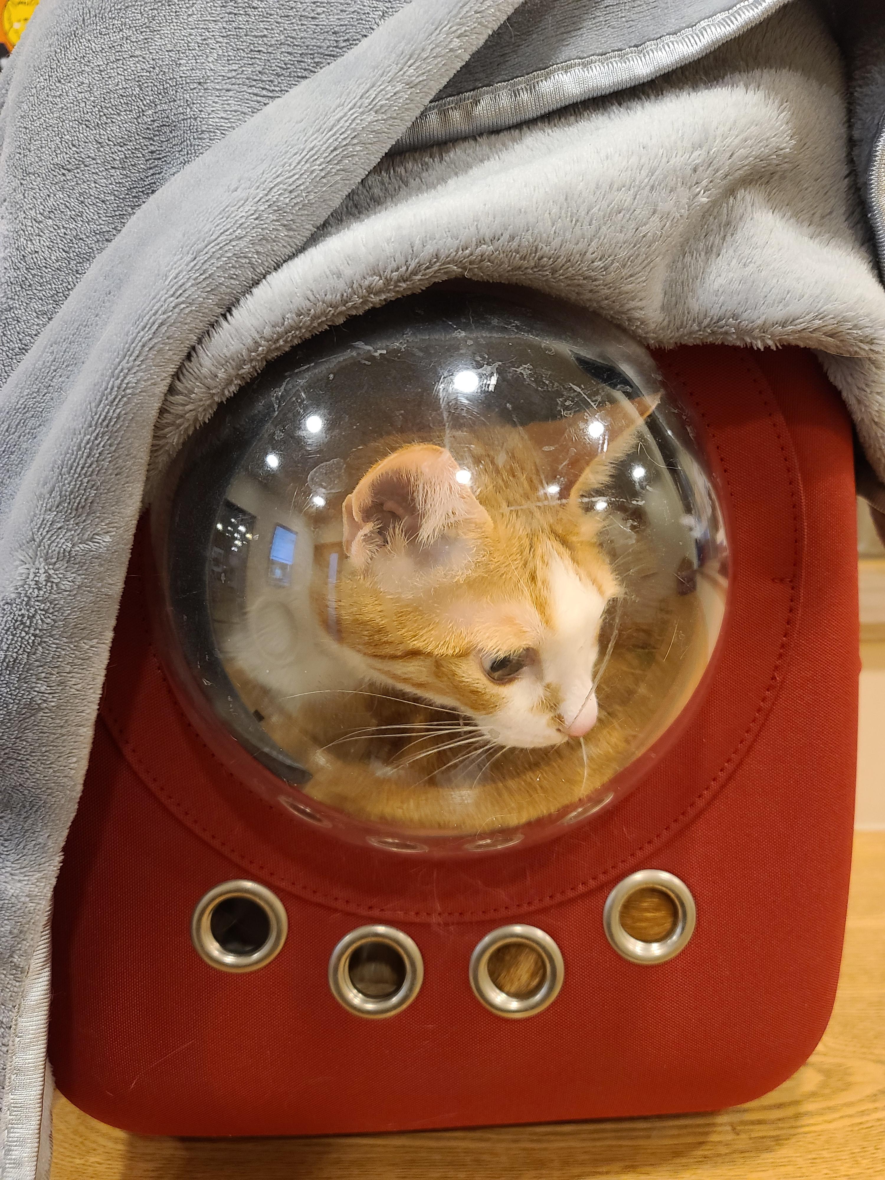 황달로 인한 호야의 입원. 고양이 황달.