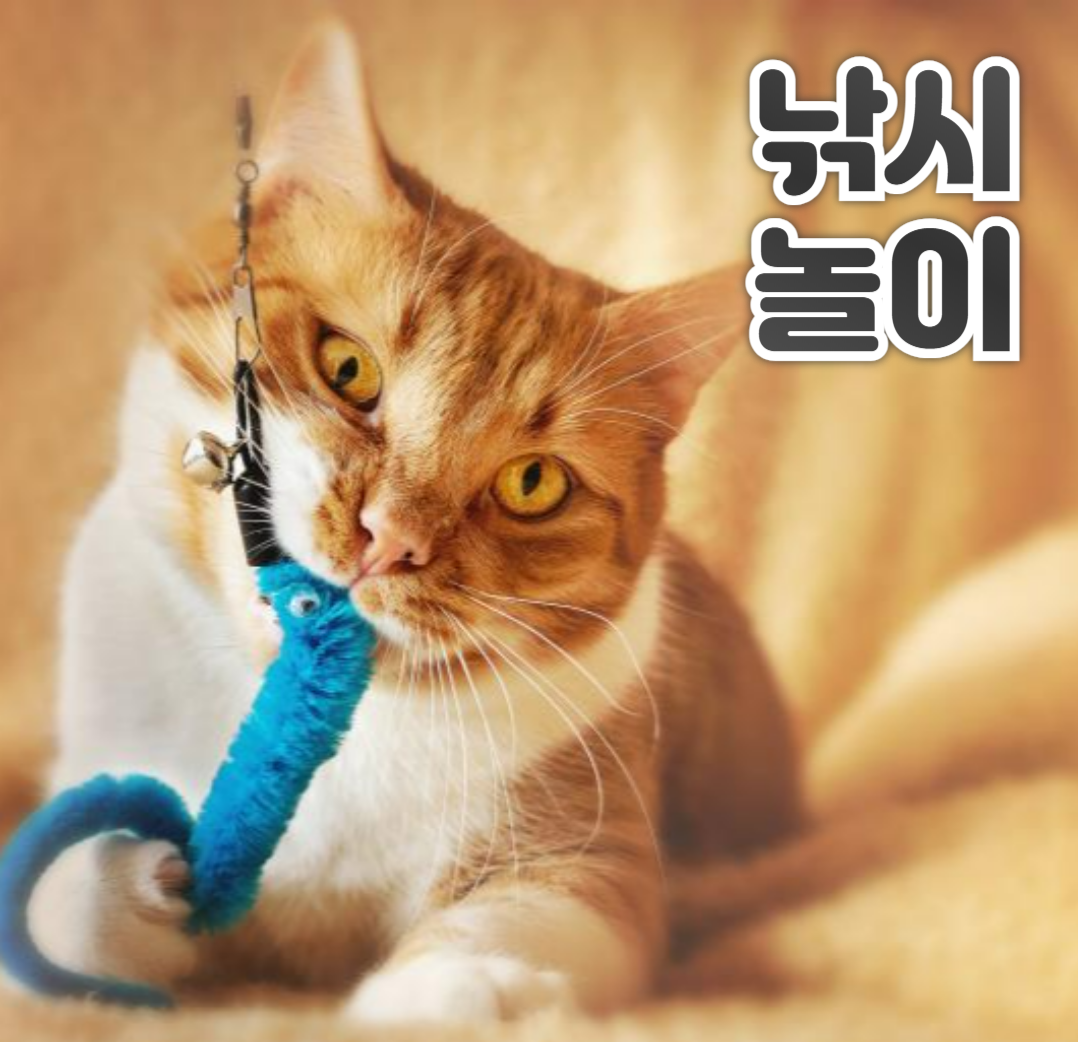 고양이 낚시놀이