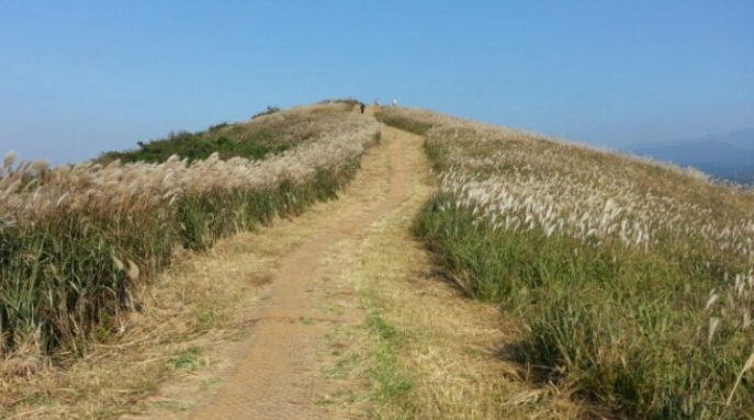 제주 샛별오름