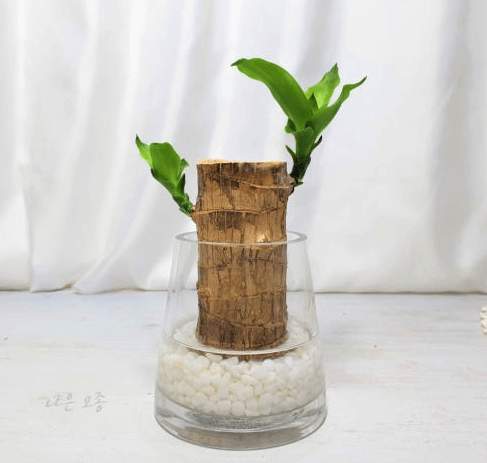 식물을 이용한 가습