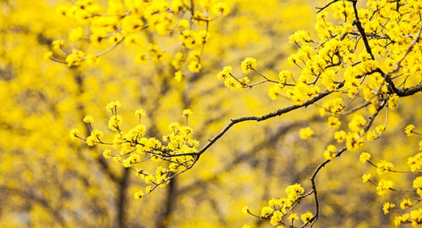 구례 산수유축제