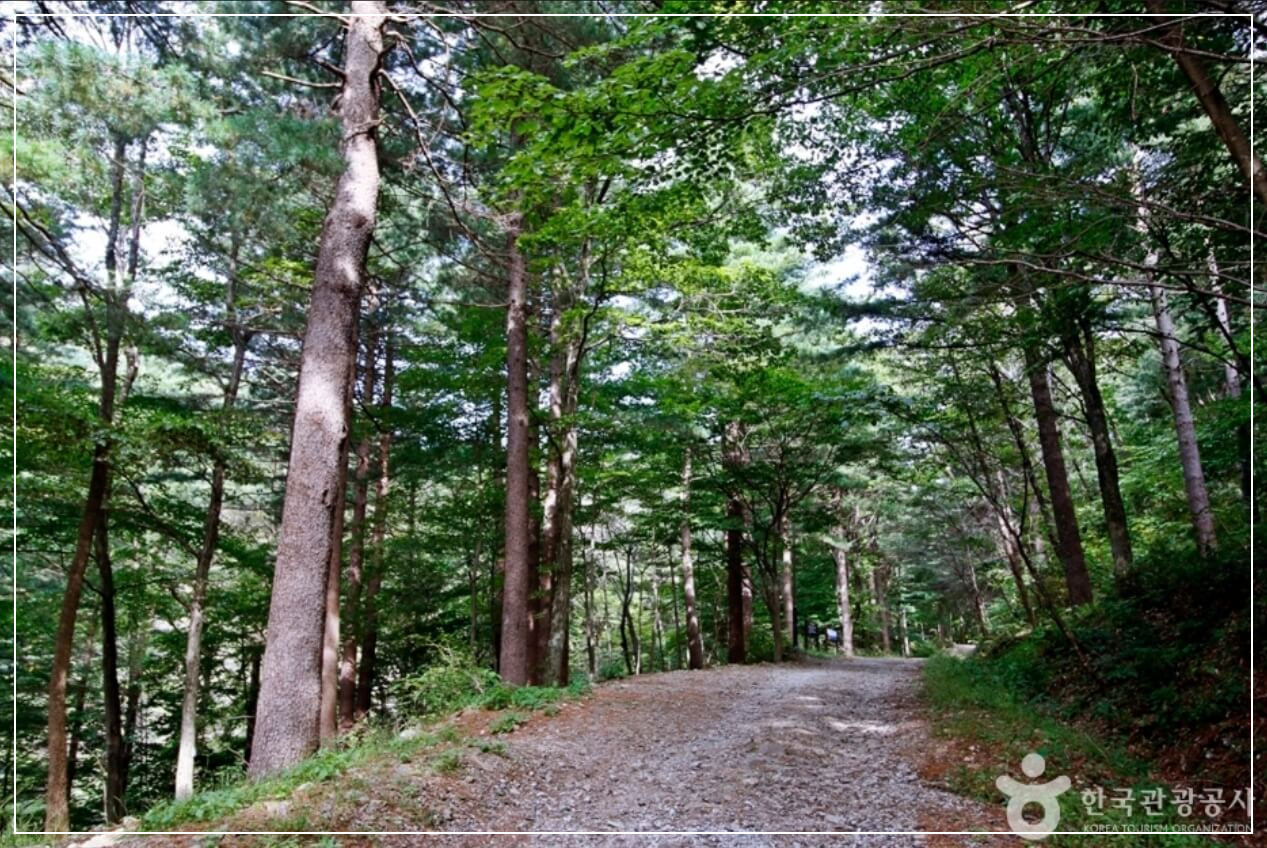 무주 가볼만한곳 베스트10 덕유산 자연휴양림