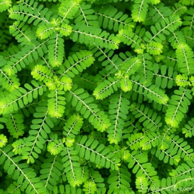 신장 건강에 좋은 찬카피에드라