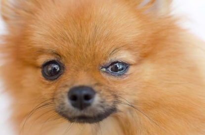 눈병걸린 강아지