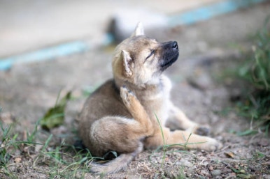 귀 긁는 강아지 사진