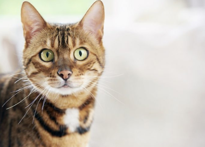 이쪽을 보는 고양이