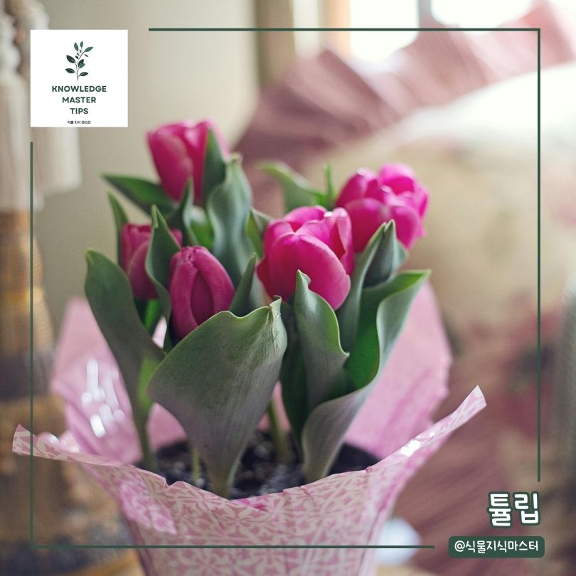 봄에 심기 좋은 꽃 - 튤립