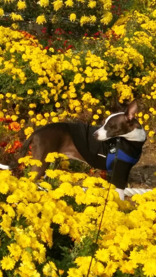 노령견의 식욕 부진: 원인과 해결책