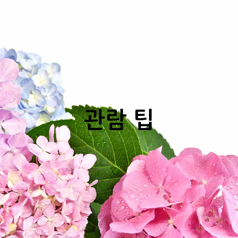 서울식물원 낭만수국전