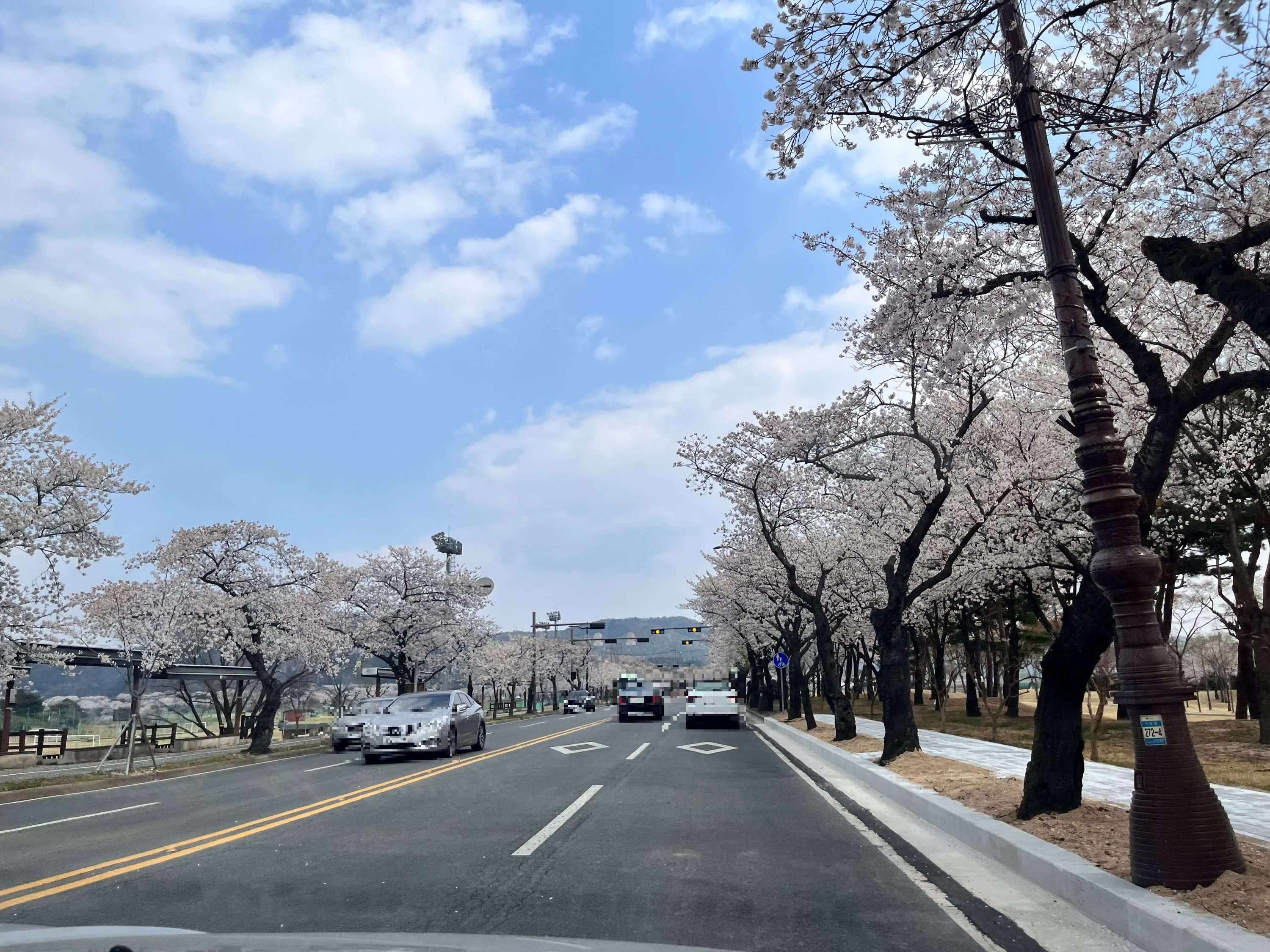 경주 벚꽃길