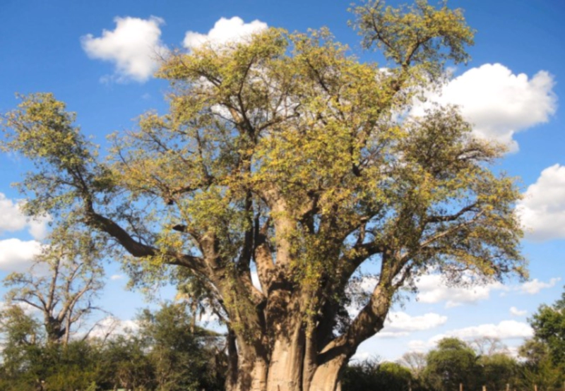 바오밥나무란 포토 이야기 정리