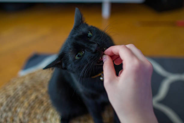 고양이 간식 주는 올바른 방법