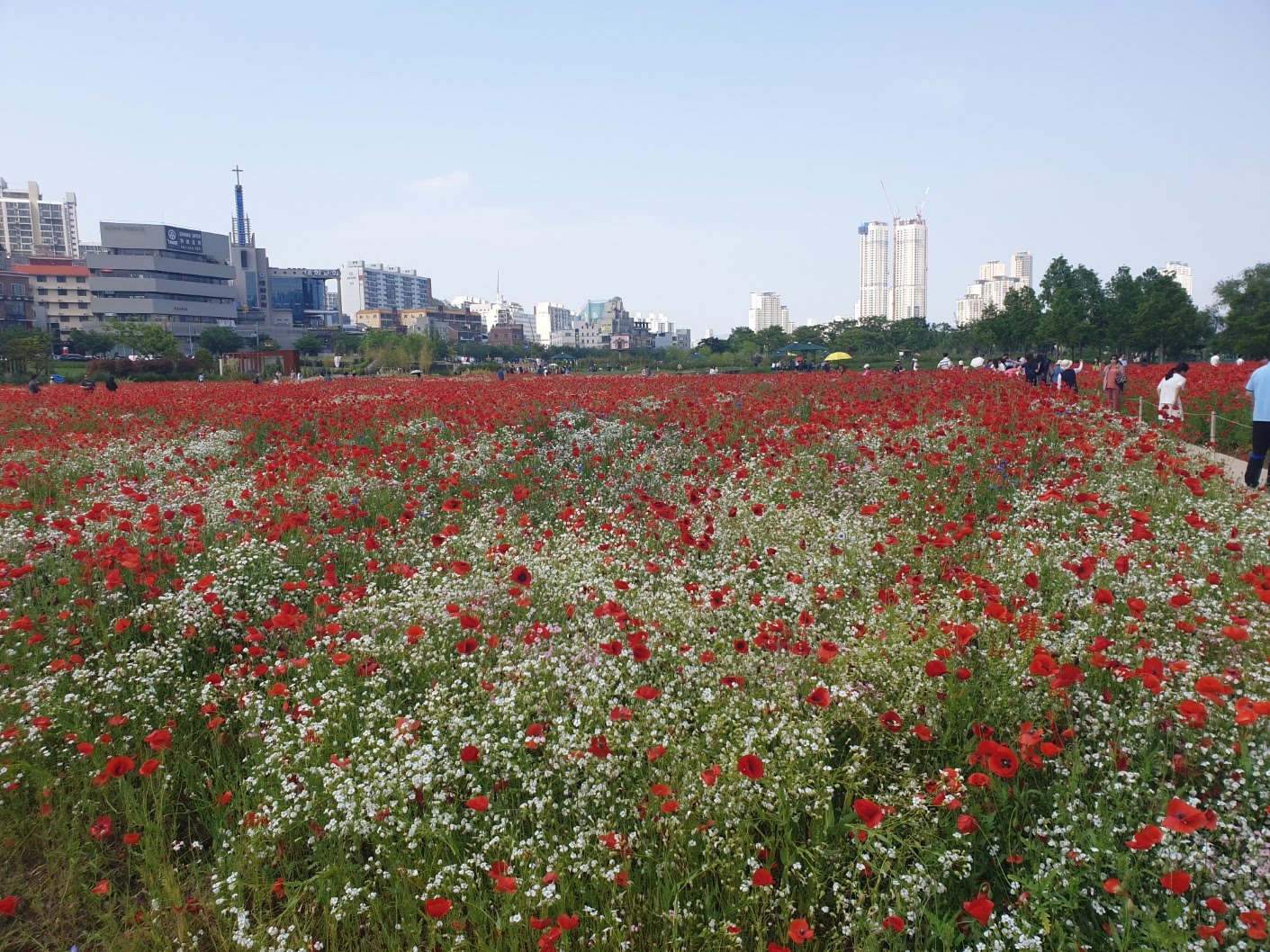 울산 양귀비꽃