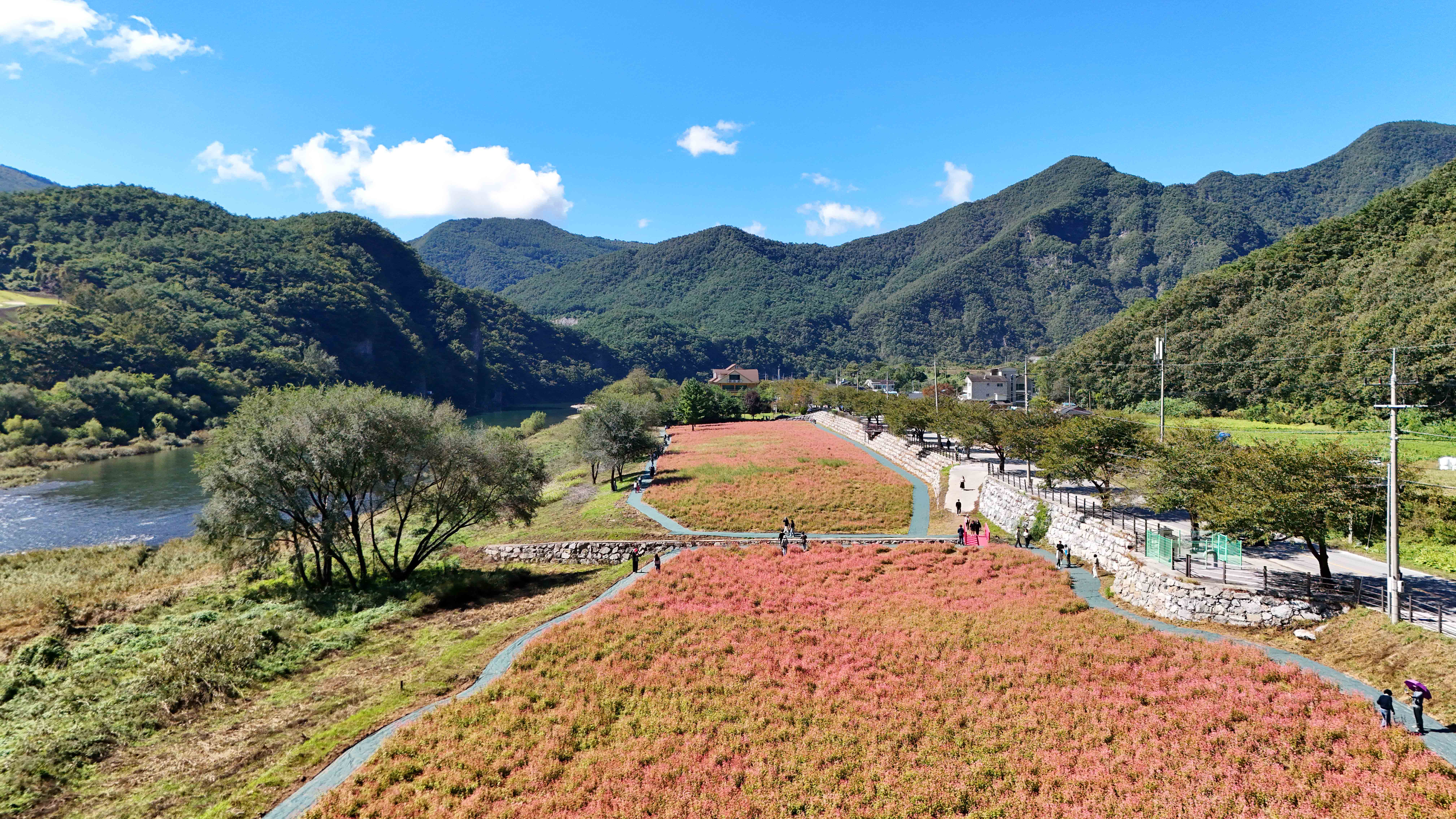 영월 동강 붉은 메밀꽃 축제 홍메밀축제